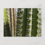 Barrel Cactus II Desert Nature Photo Postcard