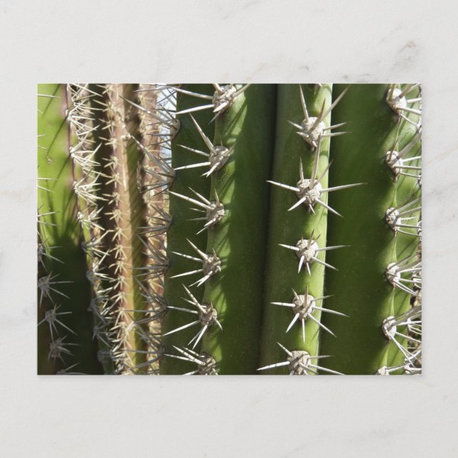 Barrel Cactus II Desert Nature Photo Postcard (Front)