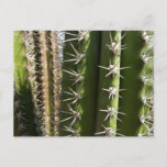 Barrel Cactus II Desert Nature Photo Postcard