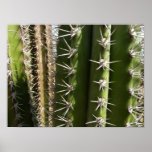 Barrel Cactus II Desert Nature Photo Poster