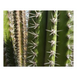 Barrel Cactus II Desert Nature Photo Print