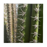 Barrel Cactus II Desert Nature Photo Tile