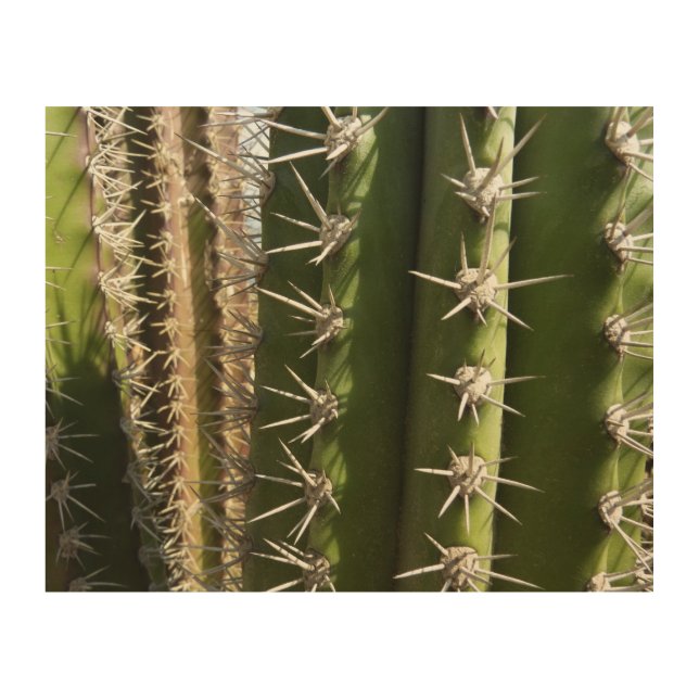 Barrel Cactus II Desert Nature Photo Wood Wall Art (Front)