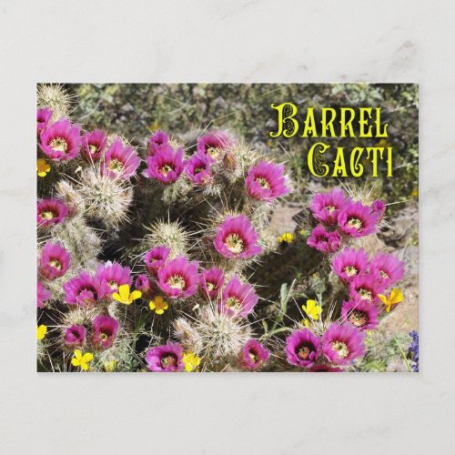 Barrel cactus in bloom Sonoran Desert Arizona Postcard
