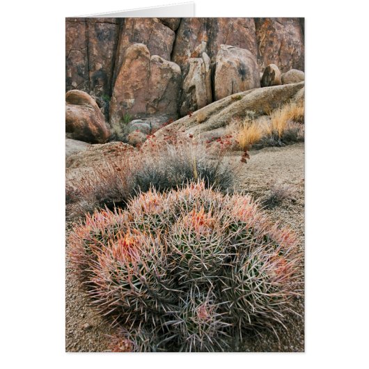 Barrel Cactus In California (Front)