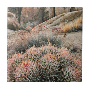 Barrel Cactus In California Ceramic Tile