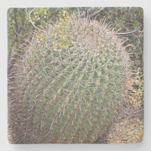 Barrel cactus in the Desert, Arizona, sq coaster