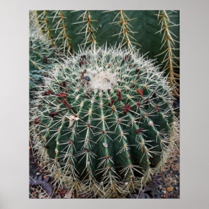 Barrel Cactus Photo Mexico Southwest Cacti Poster