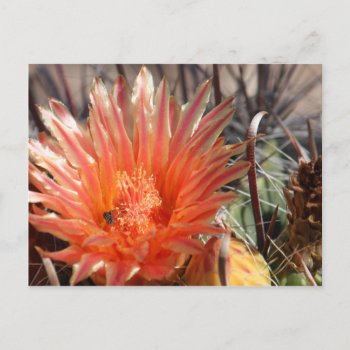 Barrel Cactus Postcard by poozybear at Zazzle