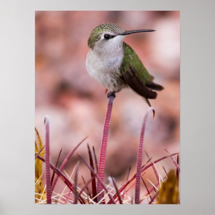 Barrel Cactus Roosting Poster