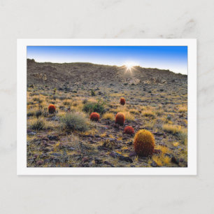 "Barrel Cactus Wake Up Call" Postcard