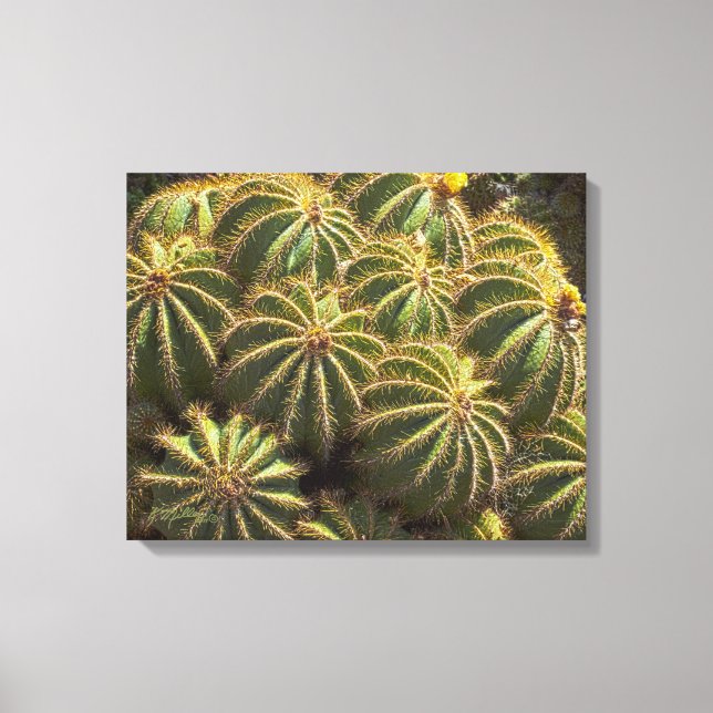 Barrel Cactus - Wrapped canvas print (Front)