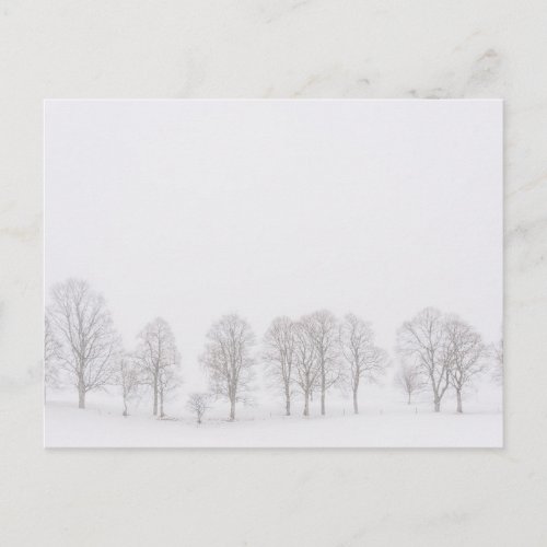 Barren trees in a snow white world postcard