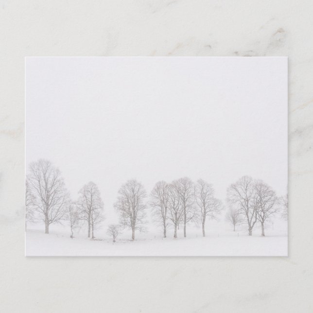 Barren trees in a snow white world postcard (Front)