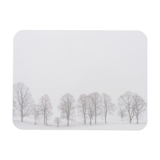 Barren trees in snow white world rectangle magnet (Horizontal)