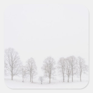 Barren trees in winter in a white world sticker