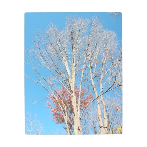 Barren Trees Metal Print