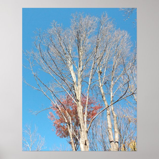 Barren Trees Poster (Front)