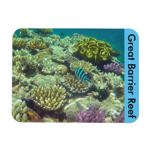 barrier reef coral magnet