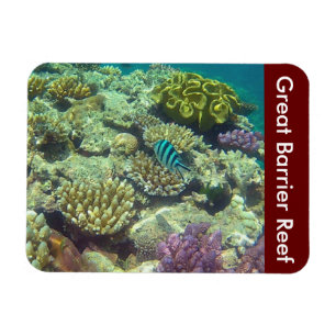 barrier reef fish magnet