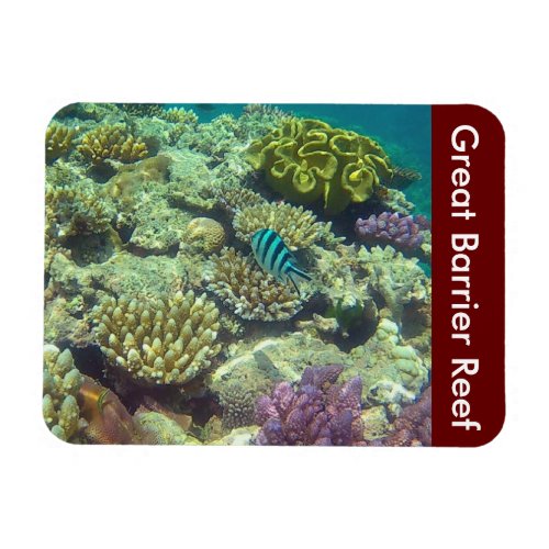 barrier reef fish magnet