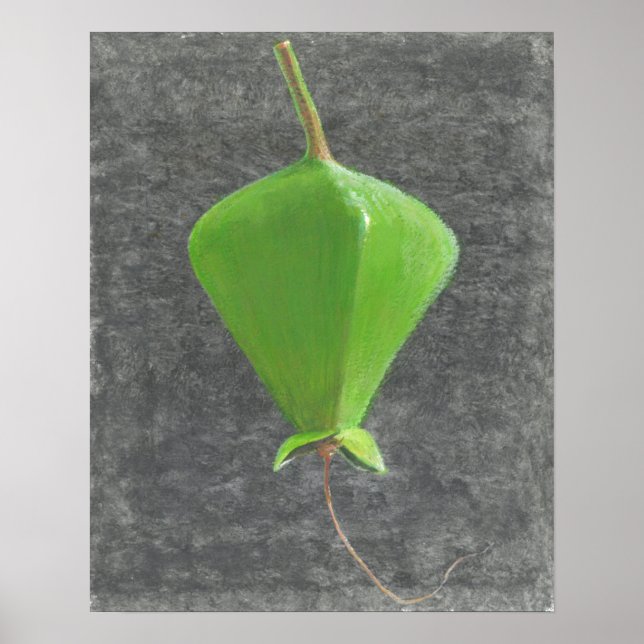 Barringtonia Acutangula Poster (Front)