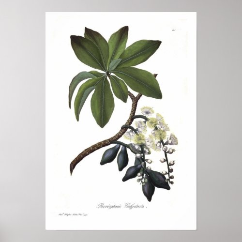 Barringtonia calyptrata poster