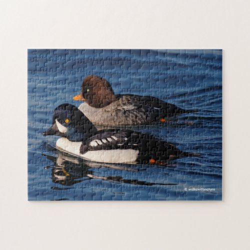 Barrows Goldeneye Ducks at Stanley Park Seawall Jigsaw Puzzle