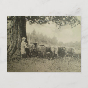 Bart and the Sheep Postcard