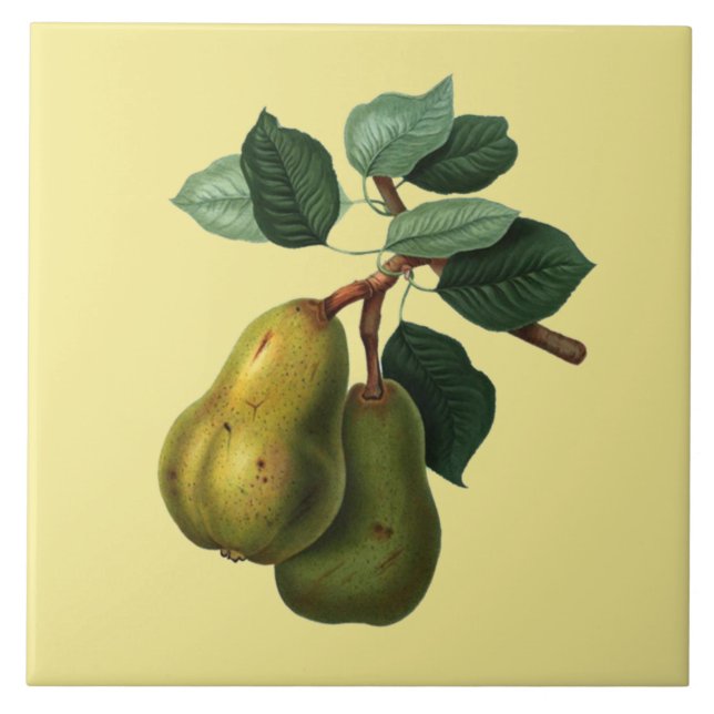 Bartlett Pears Botanical ~ Any Color Background ~ Ceramic Tile (Front)