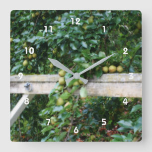 Bartlett Pears On Tree Country Square Wall Clock