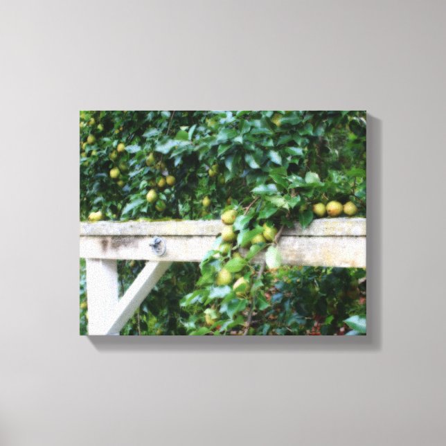 Bartlett Pears On Tree Hitching Post Canvas Print (Front)