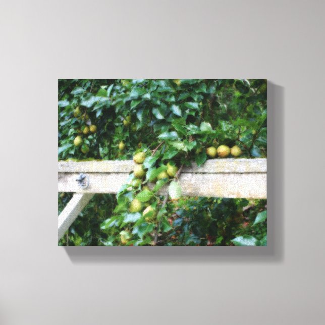 Bartlett Pears On Tree Hitching Post Canvas Print (Front)