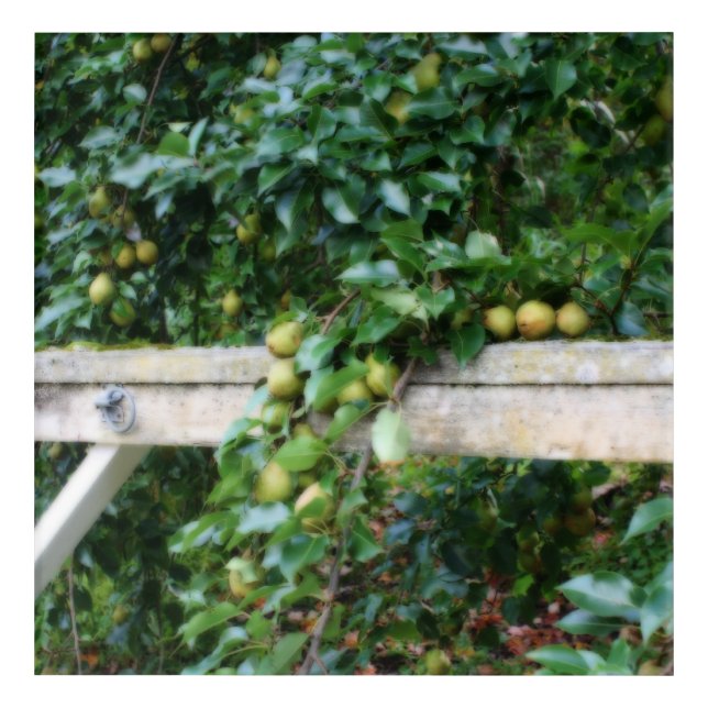 Bartlett Pears On Tree Orton Effect   Acrylic Print (Front)