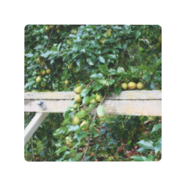 Bartlett Pears On Tree Orton Effect  Metal Print (Front)