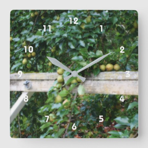 Bartlett Pears On Tree Orton Effect  Square Wall Clock