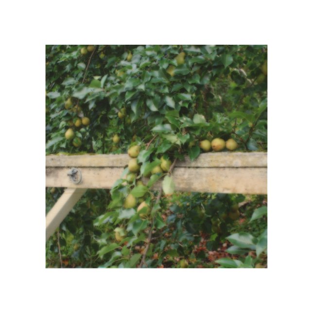 Bartlett Pears On Tree Orton Effect    Wood Wall Art (Front)