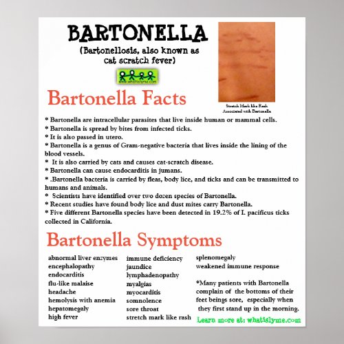 Bartonella Information Fact Sheet Poster