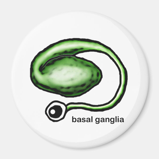Basal Ganglia Magnet (Front)