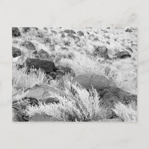 Basalt Lava Rocks in Desert, Black and White Photo Postcard