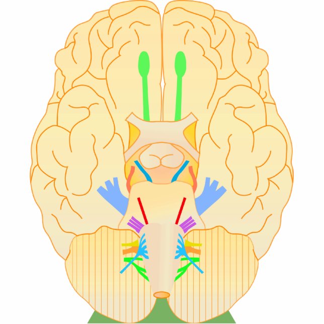 base of brain picture cutout (Front)