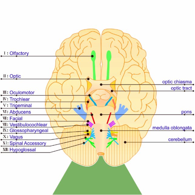 base of brain picture english cutout (Front)