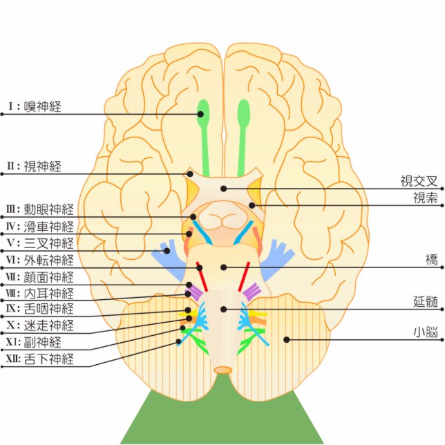 base of brain picture japanese cutout (Front)