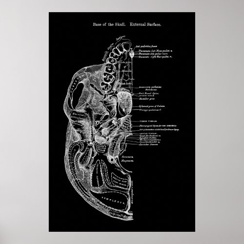 Base of Skull Cranial Bone Anatomy Poster