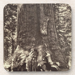 Base of the Grizzly Giant, from 'The Yosemite Book Drink Coaster