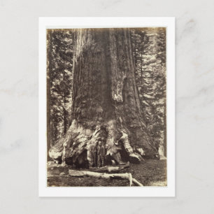 Base of the Grizzly Giant, from 'The Yosemite Book Postcard