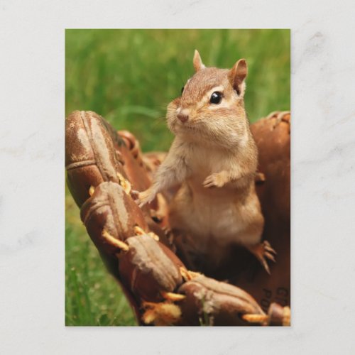 Baseball Loving Chipmunk Postcard