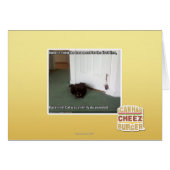 Basement Cat, slightly disoriented (Front Horizontal)