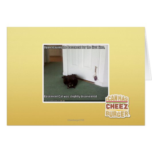 Basement Cat, slightly disoriented Cards (Front Horizontal)
