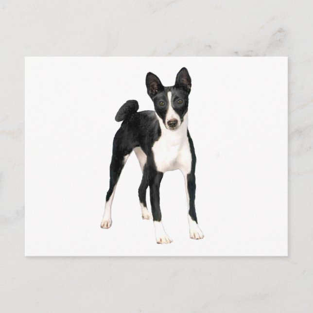 Basenji (B) - black and white Postcard (Front)